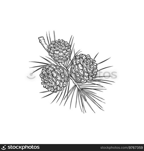 Three cones on fir branch isolated monochrome icon. Vector Christmas plant, pine cones hand drawn sketch. Xmas winter botanical vintage branch with pine, decoration tree, pine cones and fir needles. Christmas plant three cones on fir branch isolated