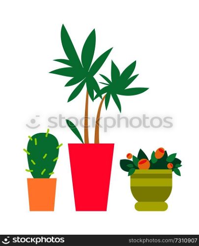 Three cute plants, color banner, vector illustration with green flowers in various form pots, isolated on white background, big cactus and palm tree. Three Cute Plants Color Banner Vector Illustration