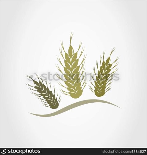 Three ears of wheat. A vector illustration