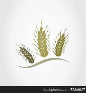 Three ears of wheat. A vector illustration