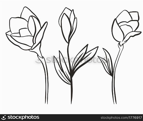 Three flowers, rope outline. Vector. Simple floral elements, line art Hand drawing. Three flowers, rope outline. Vector. Simple floral elements, line art.