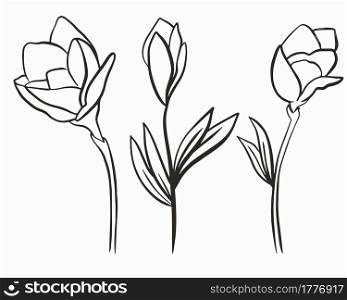 Three flowers, rope outline. Vector. Simple floral elements, line art Hand drawing. Three flowers, rope outline. Vector. Simple floral elements, line art.