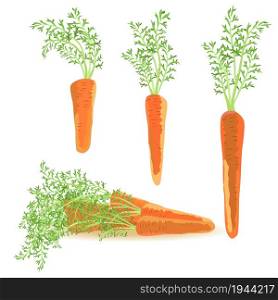 Three healthy carrots from vegetable garden. Raw food diet. Three healthy carrots from vegetable garden. Raw food diet.