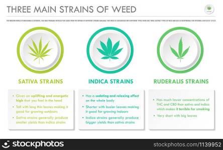 Three Main Strains of Weed horizontal business infographic illustration about cannabis as herbal alternative medicine and chemical therapy, healthcare and medical science vector.