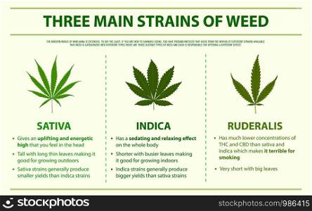 Three Main Strains of Weed horizontal infographic illustration about cannabis as herbal alternative medicine and chemical therapy, healthcare and medical science vector.