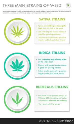 Three Main Strains of Weed vertical business infographic illustration about cannabis as herbal alternative medicine and chemical therapy, healthcare and medical science vector.