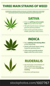 Three Main Strains of Weed vertical infographic illustration about cannabis as herbal alternative medicine and chemical therapy, healthcare and medical science vector.