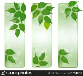 Three nature banners with green fresh leaves . Vector illustration.