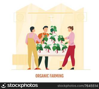 Three people looking after greenhouse chili pepper flat vector illustration