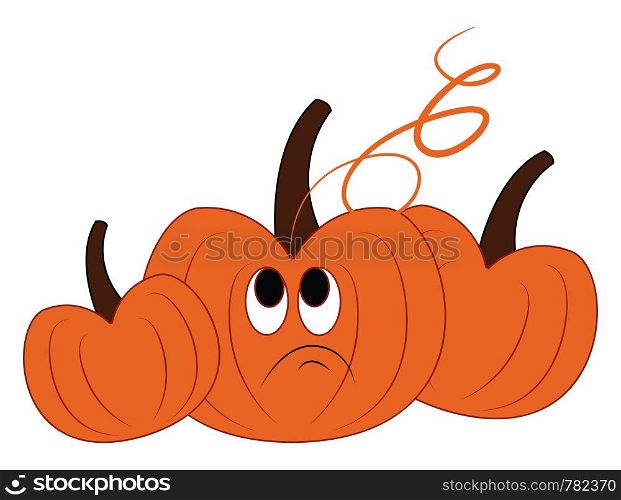 Three pumpkins in different shapes and in bright orange color vector color drawing or illustration