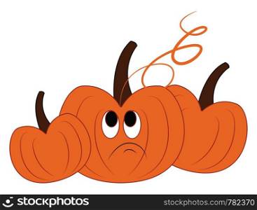 Three pumpkins in different shapes and in bright orange color vector color drawing or illustration