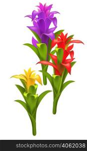 Three realistic red, purple and yellow guzmania flowers. Holiday design element. For greeting cards, posters, leaflets and brochures.
