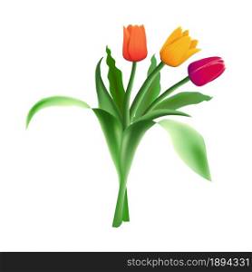 Three realistic vector beautiful tulips isolated on white background. Red, orange and yellow flower buds in a bouquet. Green long leaves.