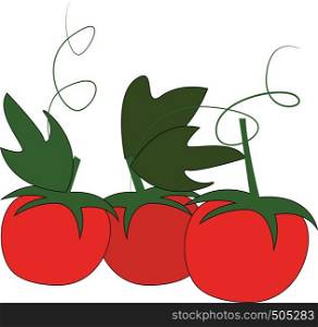Three red cherry tomatoes with green leafs and petiol vector illustration on white background.