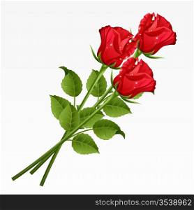 Three red roses on a white background