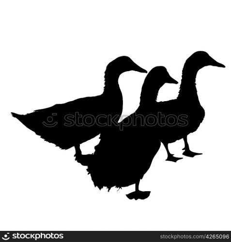Three silhouette of beautiful ducks , vector illustration