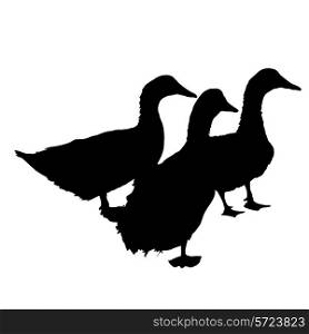 Three silhouette of beautiful ducks , vector illustration