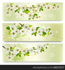 Three spring banners with blossoming tree brunch with spring flowers. Vector illustration.