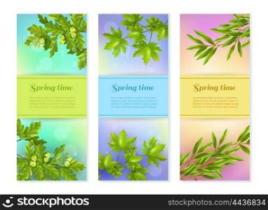 Three Vertical Branch Banners . Bright colorful spring collection of vertical banners with olive oak and maple branches at sun glare background flat vector illustration