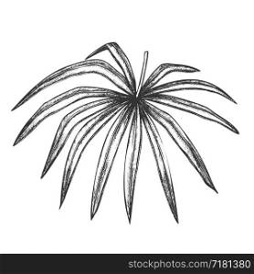 Thrinax Radiata Exotic Leaf Hand Drawn Vector. Detail Of Cultivated Palm Floral Leaf. Element Of Beautiful Nature Botanical Herb Designed In Vintage Style Black And White Illustration. Thrinax Radiata Exotic Leaf Hand Drawn Vector