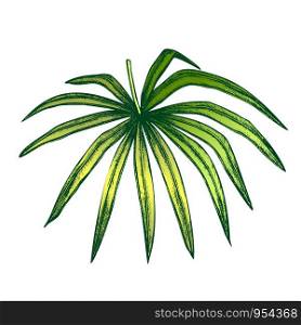 Thrinax Radiata Exotic Leaf Hand Drawn Vector. Detail Of Cultivated Palm Floral Leaf. Element Of Beautiful Nature Botanical Herb Designed In Vintage Style Color Illustration. Thrinax Radiata Exotic Leaf Color Hand Drawn Vector