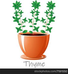 Thyme herb in a flower pot. We grow herbs for cooking ourselves. Isolated on a white background. EPS 10 vector.. Thyme herb in a flower pot. We grow herbs for cooking ourselves.