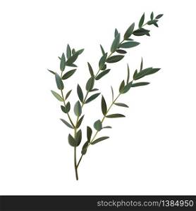 Thyme leaf green vector isolated medicinal set of leaves for the design of bouquets and cards Branch of plants Spicy grass. Thyme leaf green vector isolated medicinal set of leaves for the