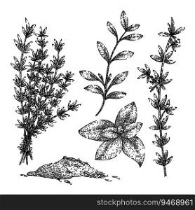 thyme leaf set hand drawn. organic herbal, fresh herb, aromatic seasoning thyme leaf vector sketch. isolated black illustration. thyme leaf set sketch hand drawn vector