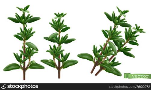 Thymus vulgaris, thyme aromatic herbs. 3d realistic food illustration. Vector object