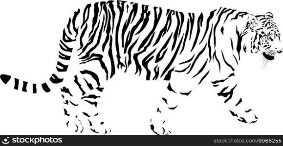 Tiger, black and white vector