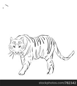 Tiger drawing, illustration, vector on white background.