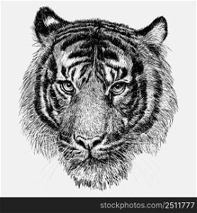 Tiger head hand draw sketch black line on white background vector 