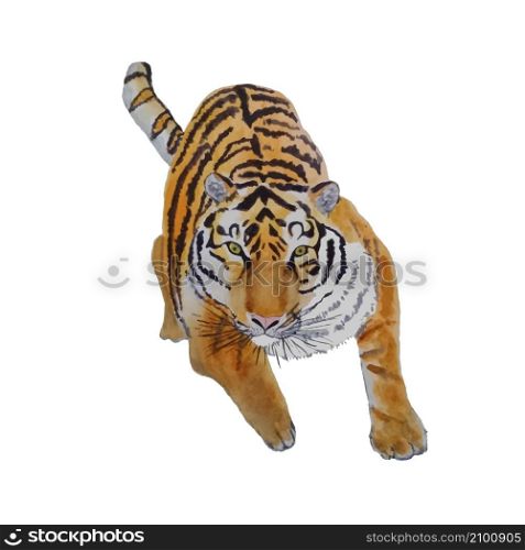 Tiger. Watercolor sketch of animal object isolated stock vector illustration