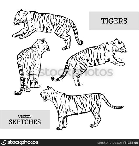 tigers wild cat vector set. White Bengal Tiger Animals Icons for Print or Tattoo Design. Hand-drawn Freehand Zoo Illustration. Art Drawing of Isolated Circus Animal. Tigers wild cat vector set. White Bengal Tiger Animals Icons