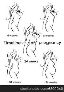 Timeline of pregnancy woman silhouettes. Pregnant woman silhouette isolated on white. Vector timeline of pregnancy woman silhouettes