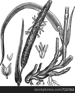Timothy-grass (Phleum pratense), vintage engraved illustration.Trousset encyclopedia (1886 - 1891).