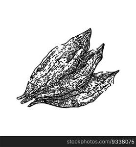 tobacco leaf dry hand drawn. cigarette smoke, health cancer, nicotine danger, awareness unhealthy, day plant tobacco leaf dry vector sketch. isolated black illustration. tobacco leaf dry sketch hand drawn vector