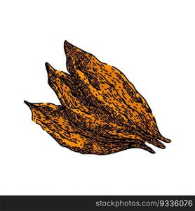 tobacco leaf dry hand drawn. cigarette smoke, health cancer, nicotine danger, awareness unhealthy, day plant tobacco leaf dry vector sketch. isolated color illustration. tobacco leaf dry sketch hand drawn vector