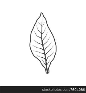 Tobacco leaf isolated monochrome icon. Vector dry leafage to make cigarettes or cigars. Dry tobacco leaf to make cigarettes isolated