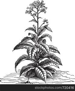 Tobacco (Nicotiana tabacum), vintage engraved illustration. Trousset encyclopedia (1886 - 1891).