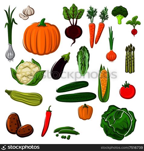 Tomato and pepper, eggplant and cabbage, corn and potato, onion and pumpkin, beet and carrot, broccoli and cauliflower, garlic and radish, asparagus and green pea, cucumber, chinese cabbage and zucchini vegetables for agriculture or cooking design. Farm vegetables for agriculture design