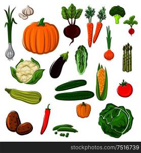 Tomato and pepper, eggplant and cabbage, corn and potato, onion and pumpkin, beet and carrot, broccoli and cauliflower, garlic and radish, asparagus and green pea, cucumber, chinese cabbage and zucchini vegetables for agriculture or cooking design. Farm vegetables for agriculture design