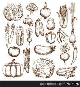 Tomato, carrots and onion, eggplant, chilli and bell peppers, corn, broccoli and pumpkin, cabbage, cucumbers and potato, cauliflower, pea and beet, zucchini and garlic, chinese cabbage, scallion, asparagus and radish vegetables sketches. Autumnal abundance of freshly harvested vegetables