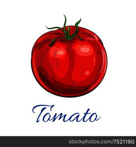 Tomato. Fresh ripe red whole tomato vegetable with leaves. Vector sketch icon. Farm garden vegetarian isolated product element for grocery shop design, tomato ketchup emblem. Fresh ripe red tomato with leaves sketch icon