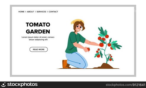 tomato garden vector. agriculture plant, food fresh, growing nature, summer green, organic tomato garden web flat cartoon illustration. tomato garden vector