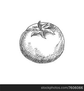 Tomato isolated sketch icon. Vector berry vegetable, cherry tomato with leaf. Monochrome tomato berry isolated vegetable sketch