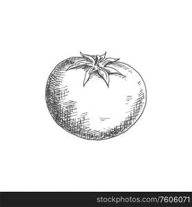Tomato isolated sketch icon. Vector berry vegetable, cherry tomato with leaf. Monochrome tomato berry isolated vegetable sketch