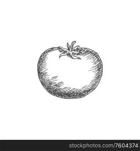 Tomato isolated sketch icon. Vector berry vegetable, tomato. Monochrome tomato isolated vegetable