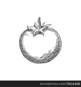 Tomato isolated sketch icon. Vector berry vegetable, tomato. Monochrome tomato isolated vegetable