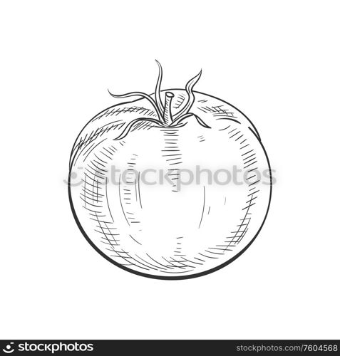 Tomato isolated sketch icon. Vector berry vegetable, tomato. Monochrome tomato isolated vegetable